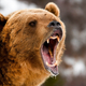 Illustration for article titled This week in hungry bears